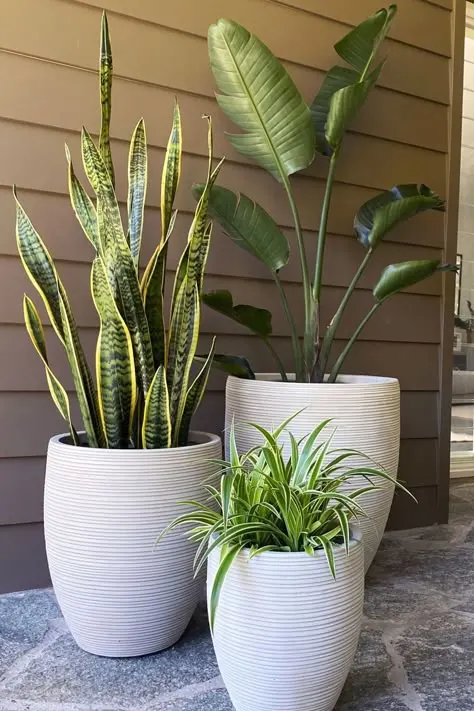 Summer Lounge is decorated with Outdoor Plants
