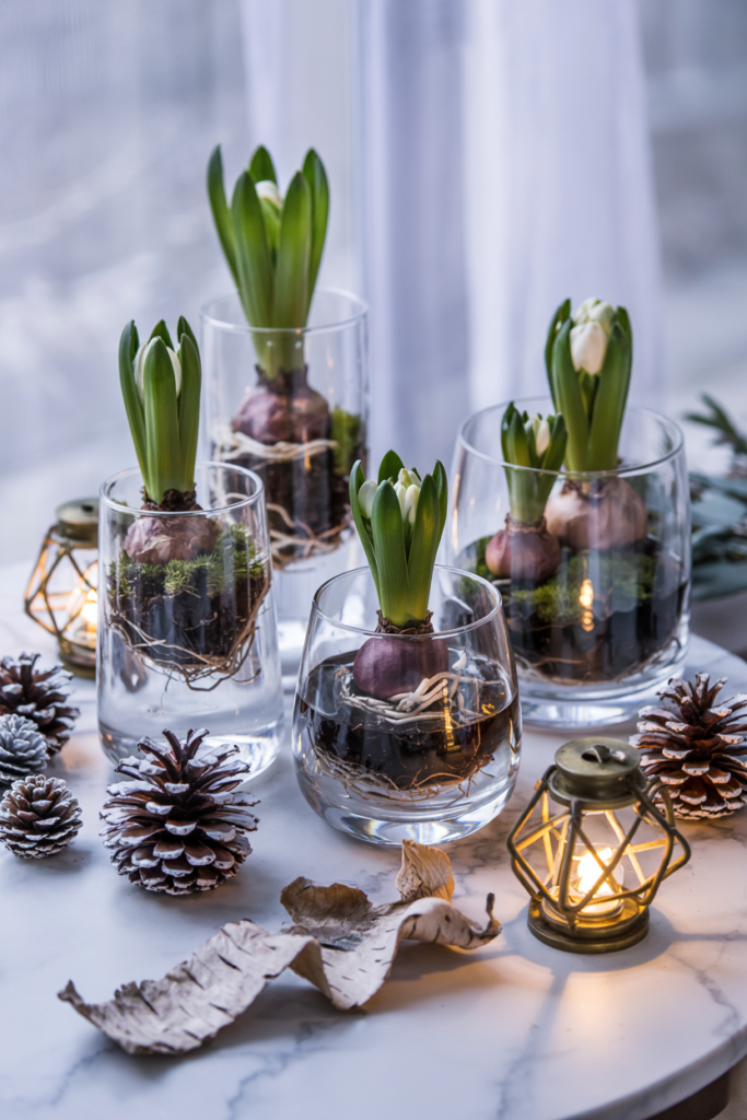 Transparent glass vessels showing exposed bulb roots and shoots—paperwhites and hyacinths anchored in pebbles and moss.