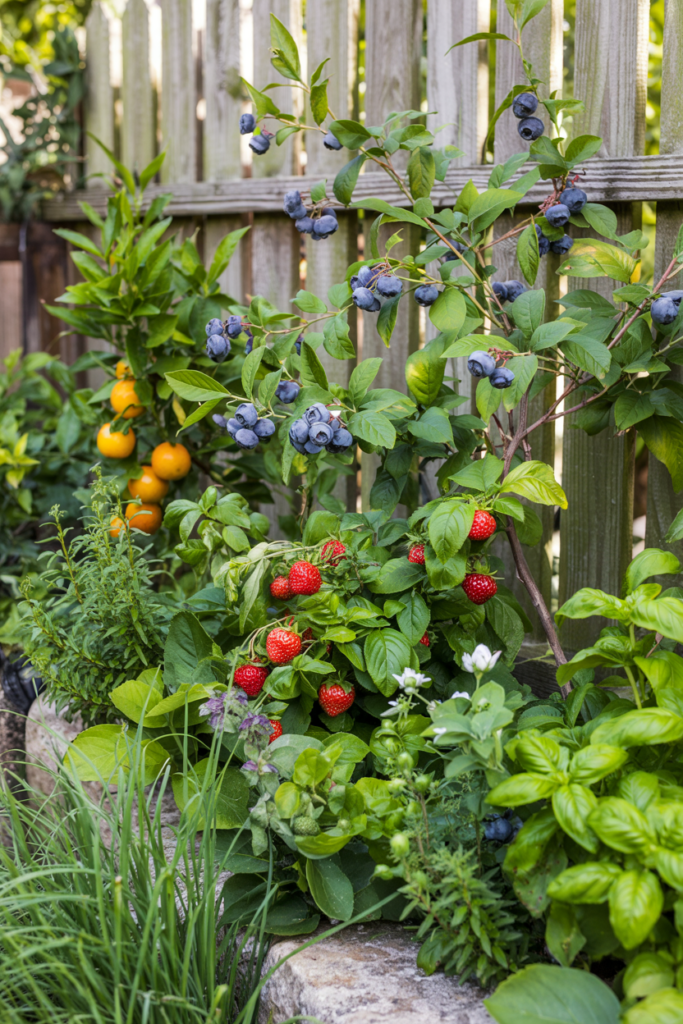 Edible backyard border with herbs, berries, and dwarf fruit plants thriving in summer sunlight along a garden path.